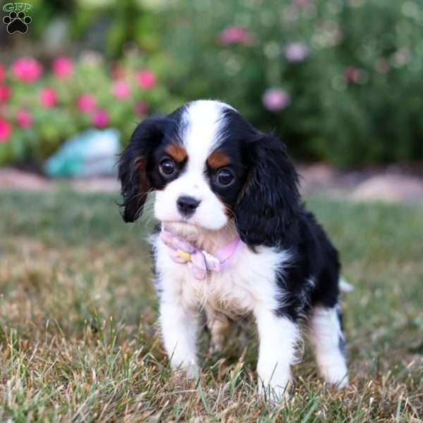 Darla, Cavalier King Charles Spaniel Puppy